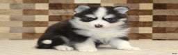 Pomsky dogs for sale: Boots - Ad 4