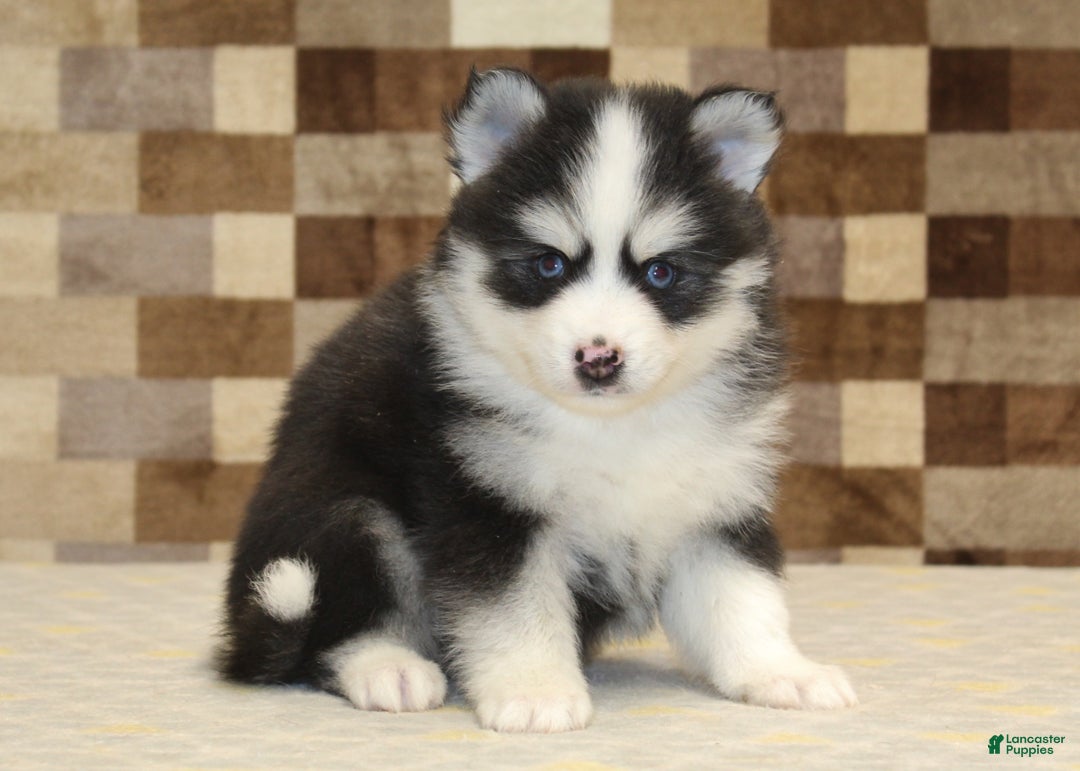 Pomsky dogs for sale: Boots - Ad 4