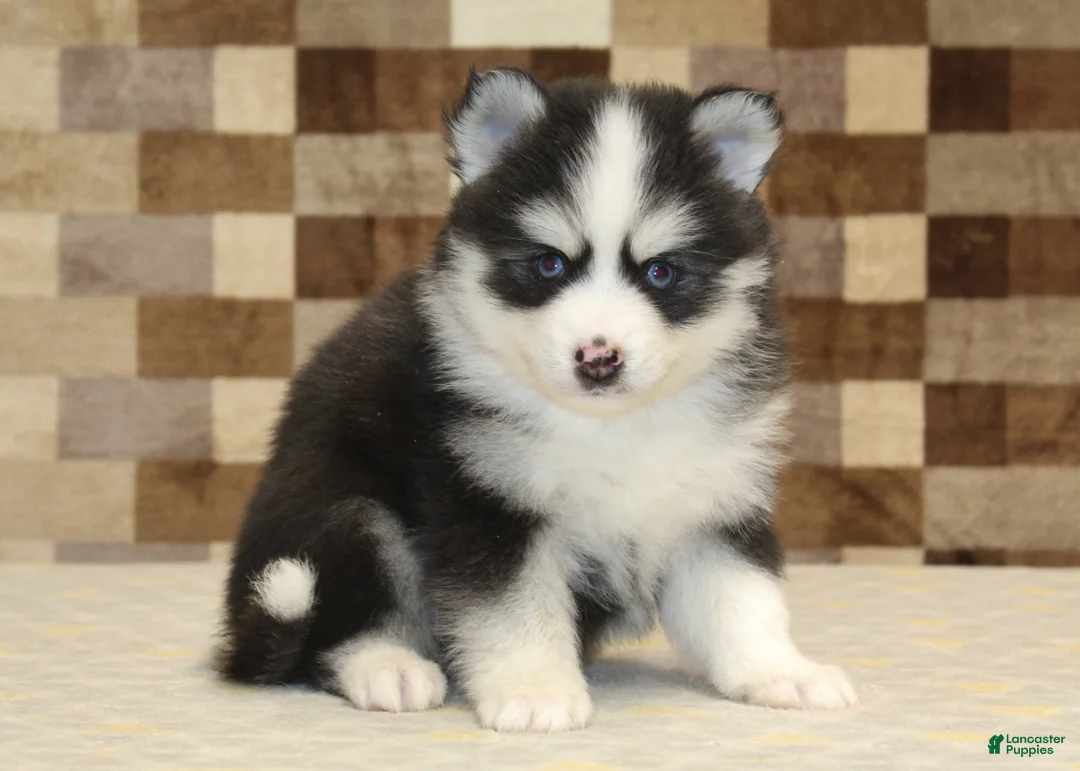 Pomsky dogs for sale: Bandit - Ad 16