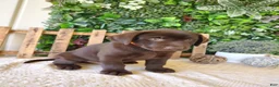 Labrador Retriever dogs for sale: Victor - Ad 2