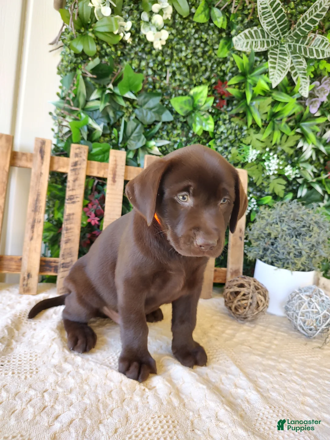 Labrador Retriever dogs for sale: Victor - Ad 2