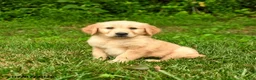 Golden Retriever dogs for sale: Nico - Ad 3