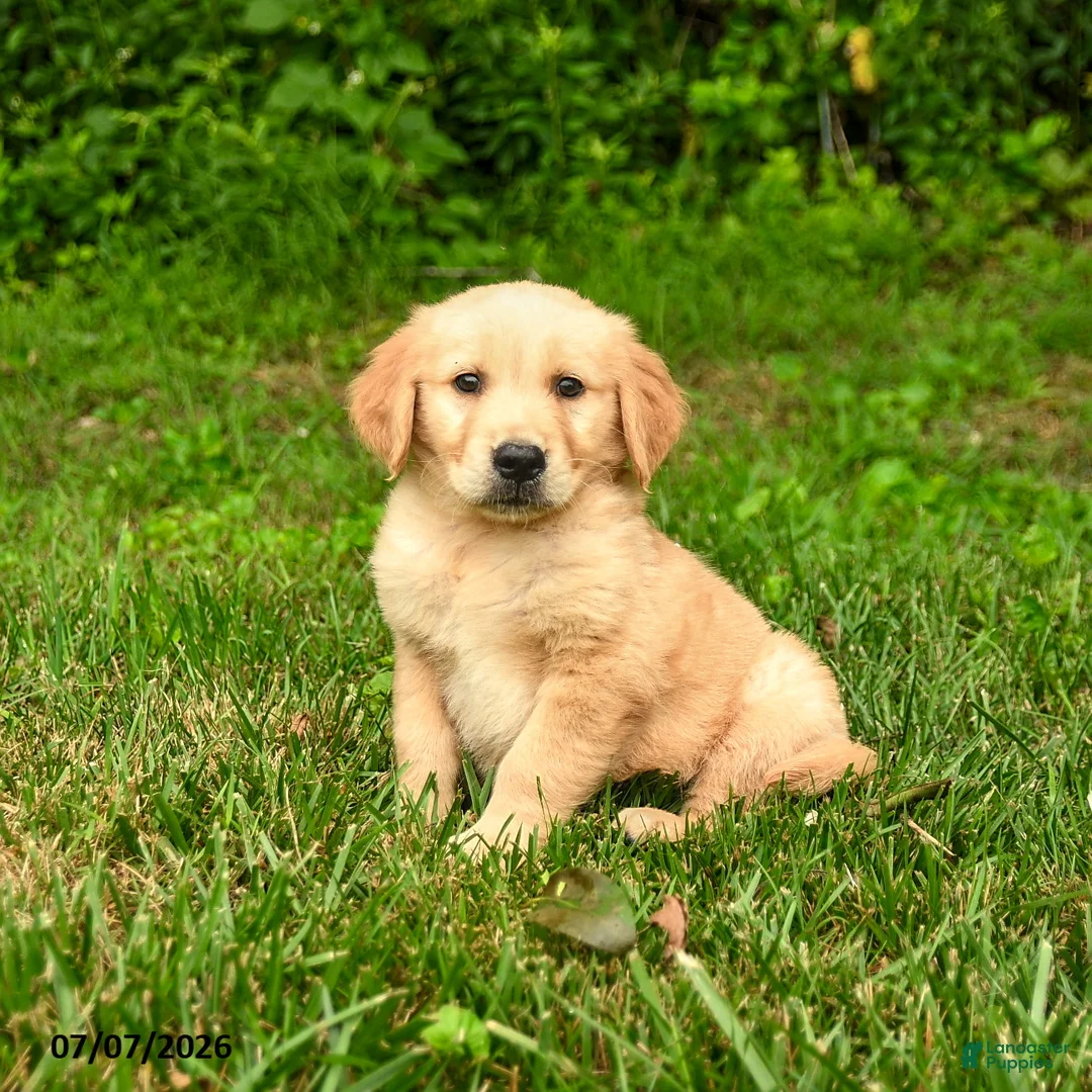 Golden Retriever dogs for sale: Nico - Ad 3