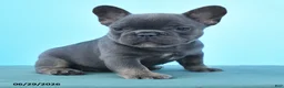 French Bulldog dogs for sale: Dolly - Ad 4