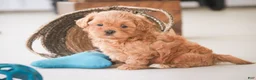 Shihpoo dogs for sale: Boone - Ad 1
