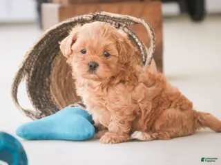Shihpoo dogs for sale: Boone - Ad 3