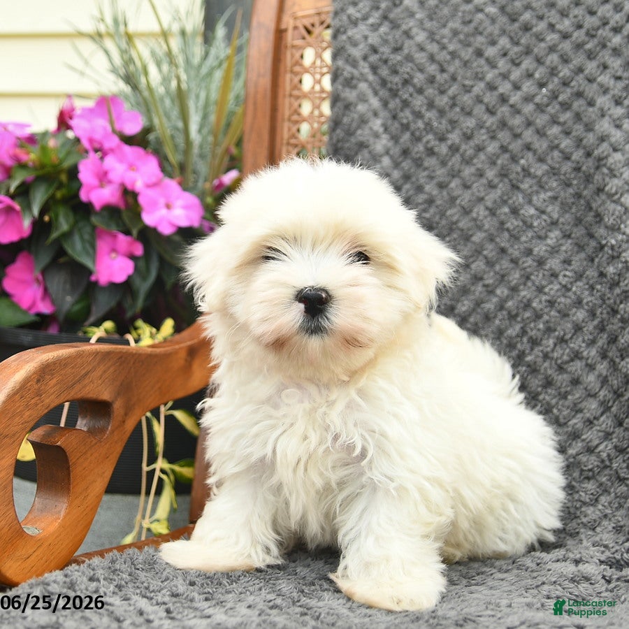 Maltipoo dogs Finn  - Ad 2