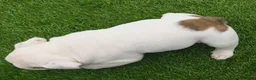 English Bulldog dogs for sale: Diesel - Ad 5