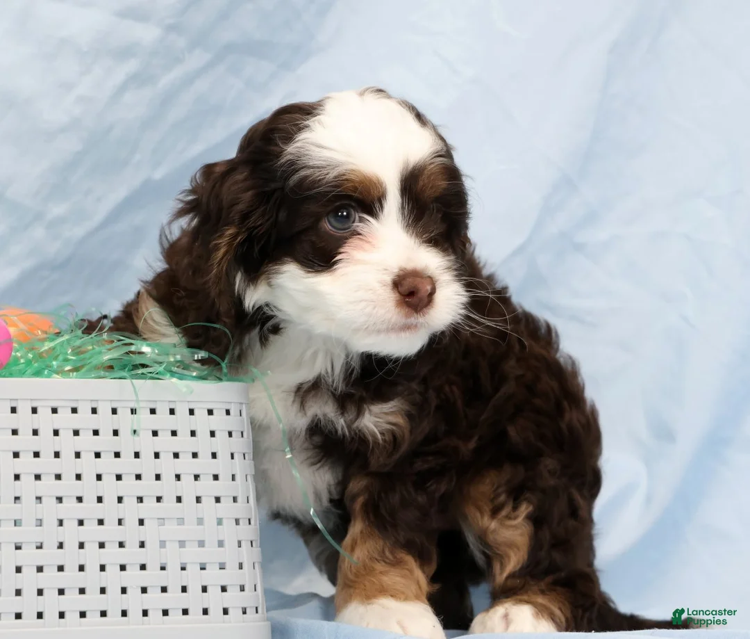 Cockapoo dogs for sale: Butter Blossom - Ad 2