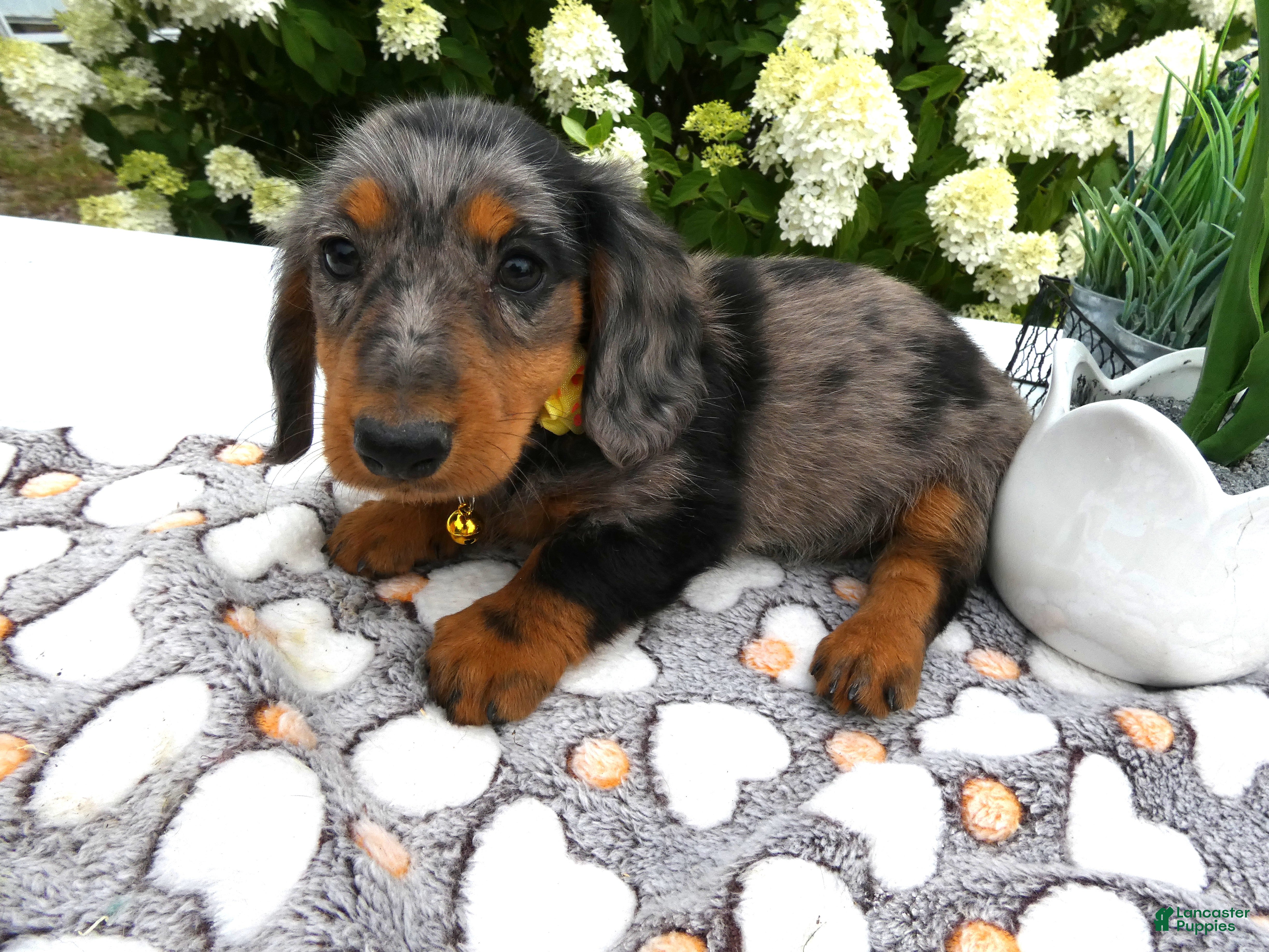 Miniature Dachshund dogs Miniature Dachshund 1 Sparky - Ad 2