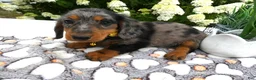 Miniature Dachshund dogs for sale: Miniature Dachshund 1 Sparky - Ad 1