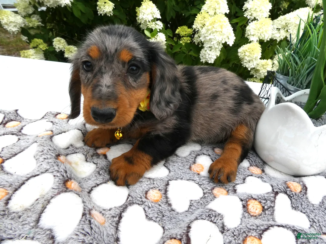 Miniature Dachshund dogs for sale: Miniature Dachshund 1 Sparky - Ad 1