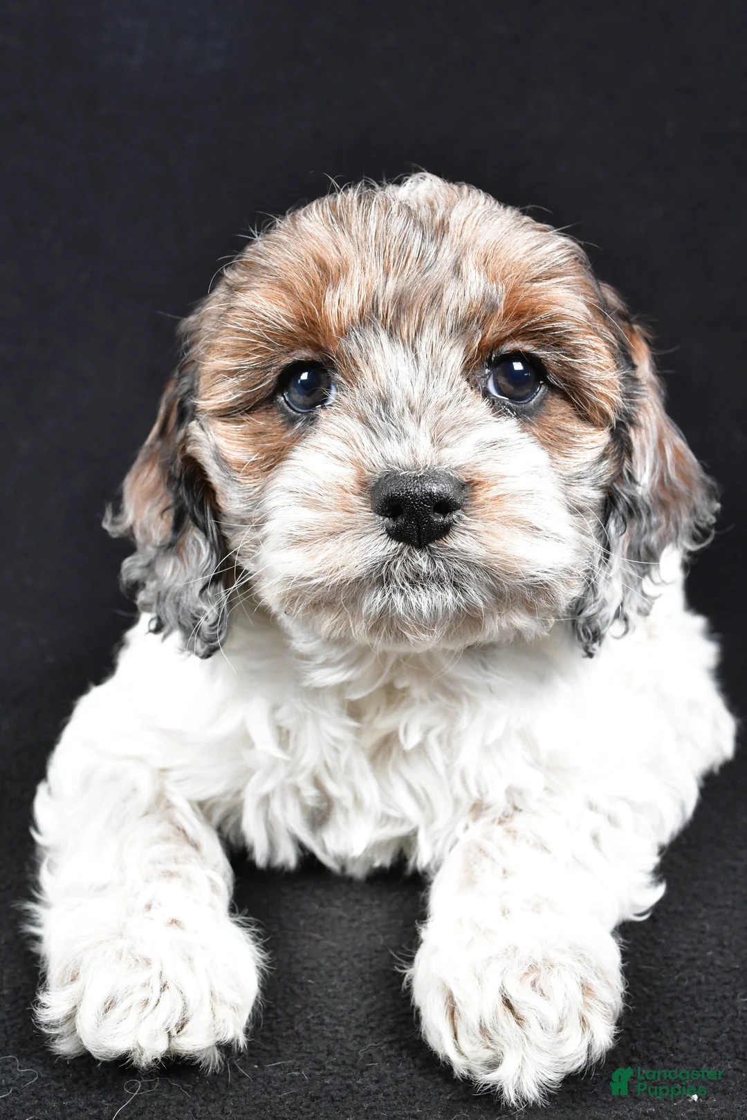 Cockapoo dogs for sale: Daisy - Ad 8