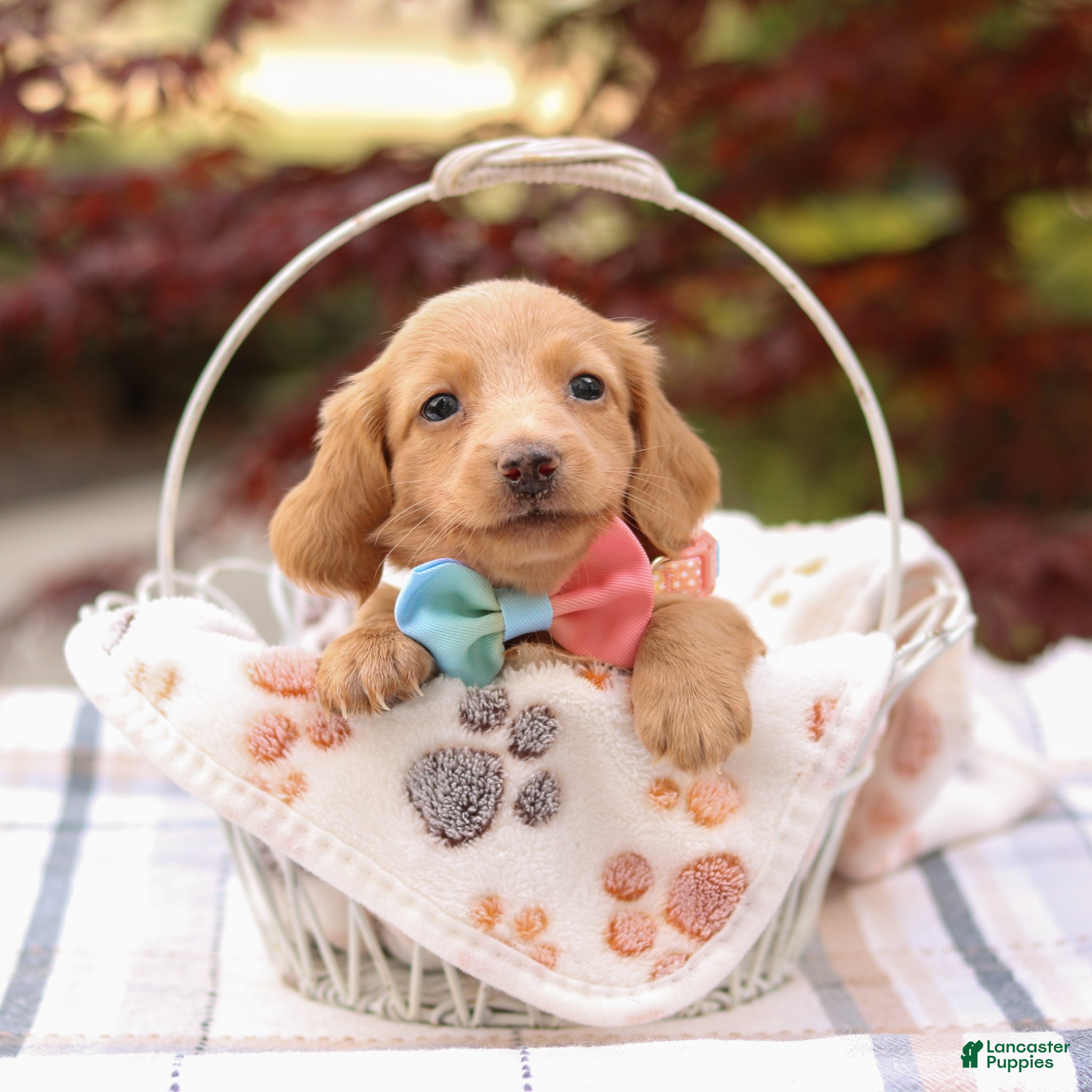 Miniature Dachshund dogs Kelly - Ad 1