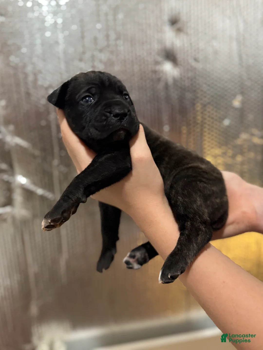Cane Corso dogs for sale: Grey Collar - Ad 2