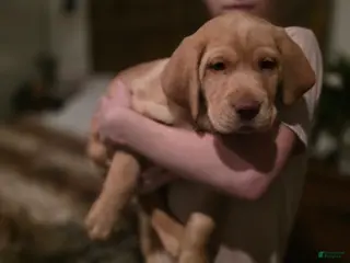 Labrador Retriever dogs Labrador Retriever Puppy 3 - Ad 6