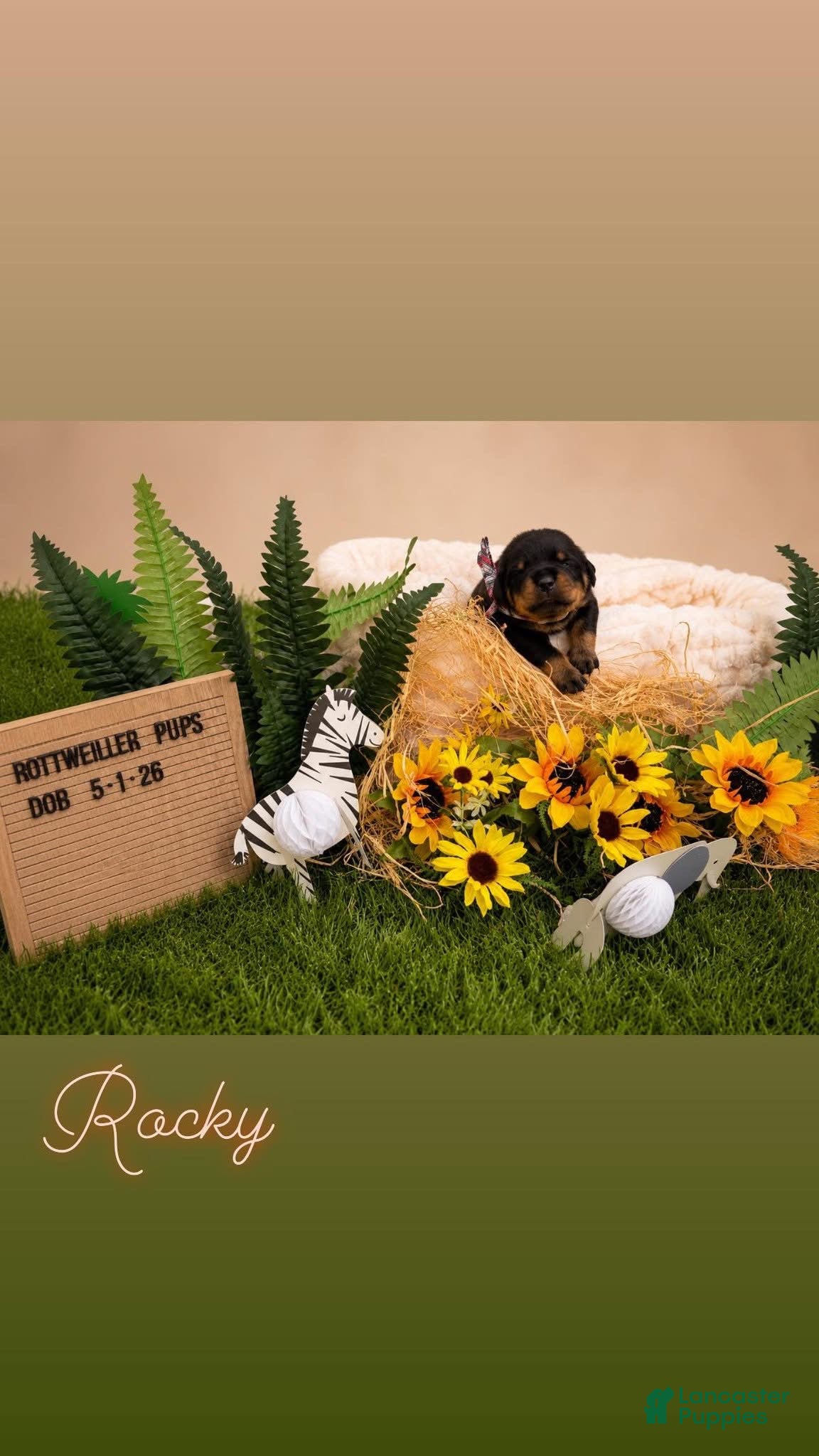 Rottweiler dogs Rocky - Ad 9