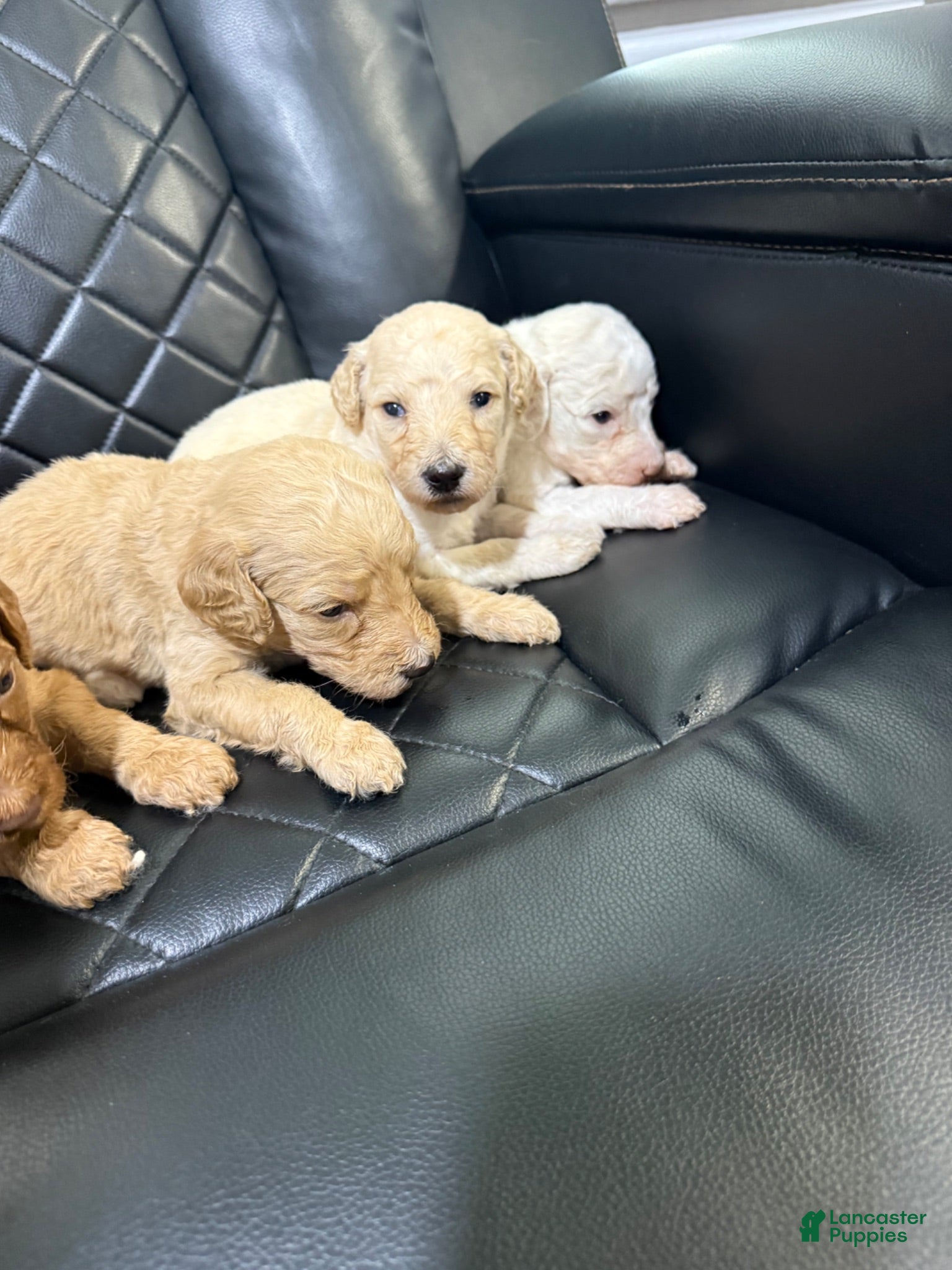 Standard Poodle dogs for sale: Standard Poodle 2 - Ad 1