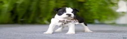 Boston Terrier dogs for sale: Bluey - Ad 13