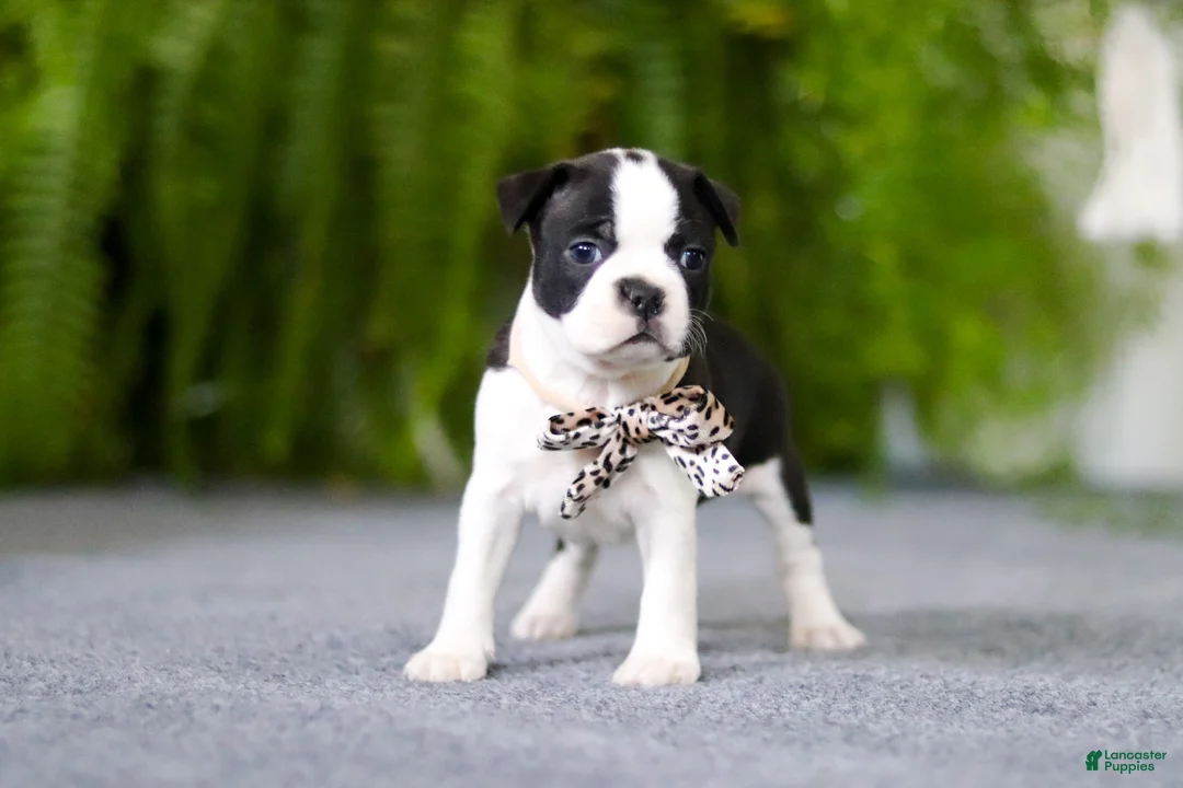 Boston Terrier dogs for sale: Bluey - Ad 13