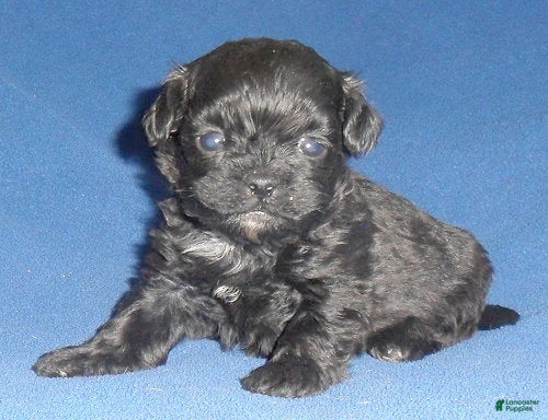 Shihpoo dogs for sale: Toby - Ad 6