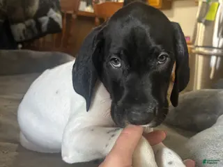 German Shorthaired Pointer dogs for sale: German Shorthaired Pointer Puppy 1 - Ad 2