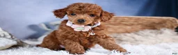 Toy Poodle dogs for sale: Tansy  - Ad 13
