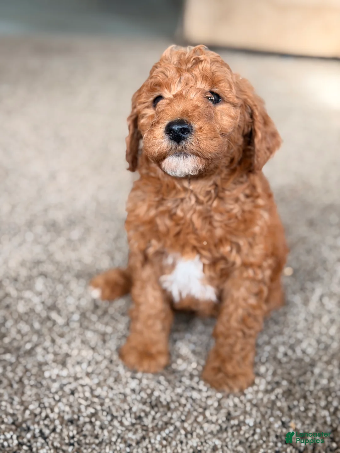 Mini Goldendoodle dogs for sale: Jingle - Ad 4