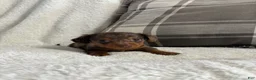 Miniature Dachshund dogs for sale: Puppy 2 - Ad 3