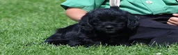 Mixed Breed dogs for sale: Brooklyn - Ad 3