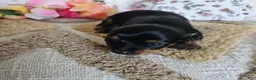 Mixed Breed dogs for sale: TCup Tina - Ad 2