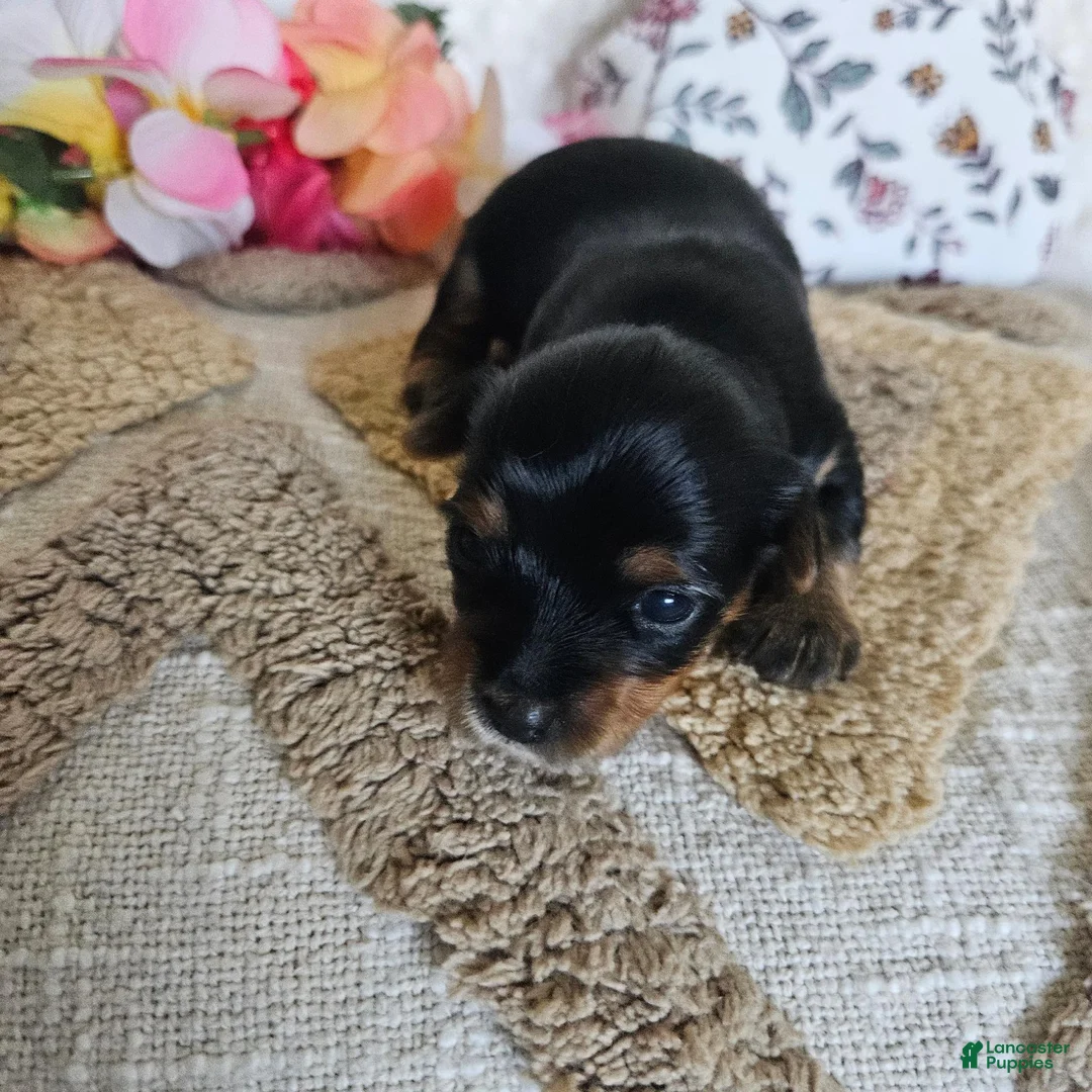 Mixed Breed dogs for sale: TCup Tina - Ad 2