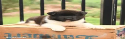Akita dogs for sale: Spirit - Ad 4