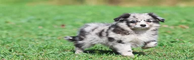 Fetch