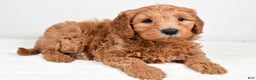 Mini Goldendoodle dogs for sale: Buster - Ad 4
