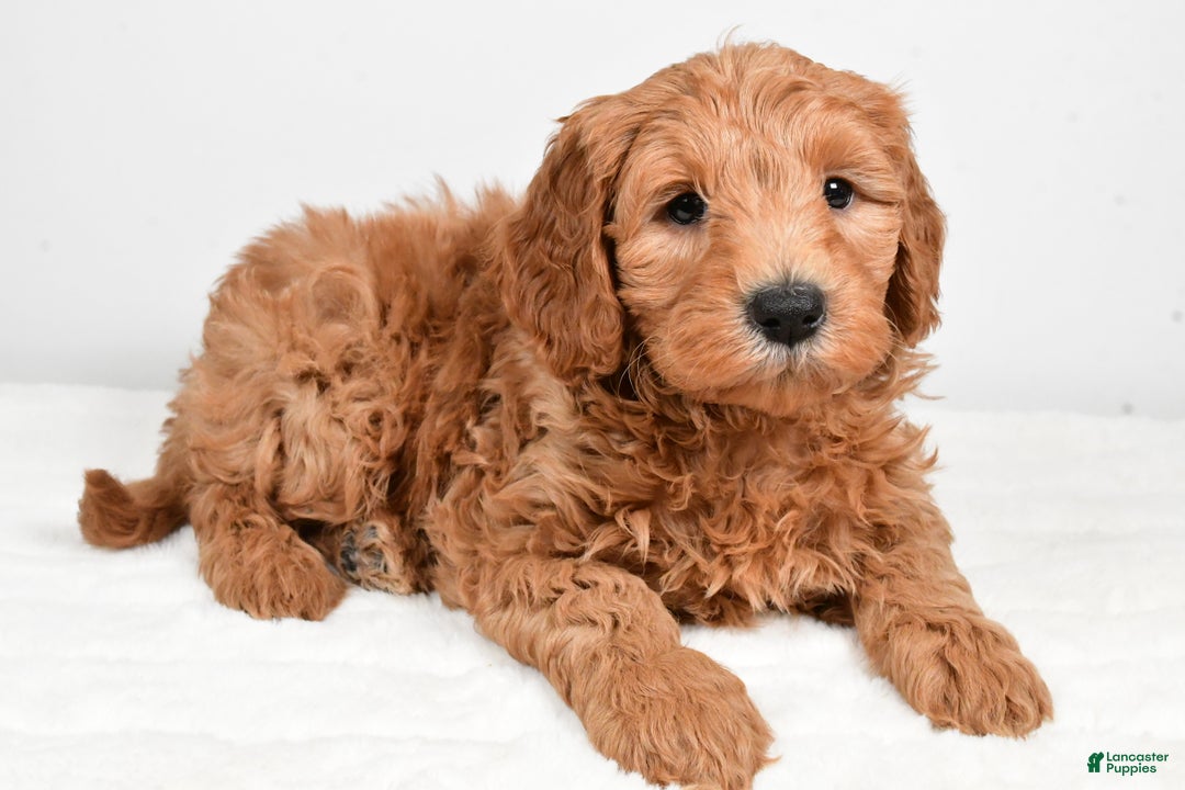 Mini Goldendoodle dogs for sale: Buster - Ad 4