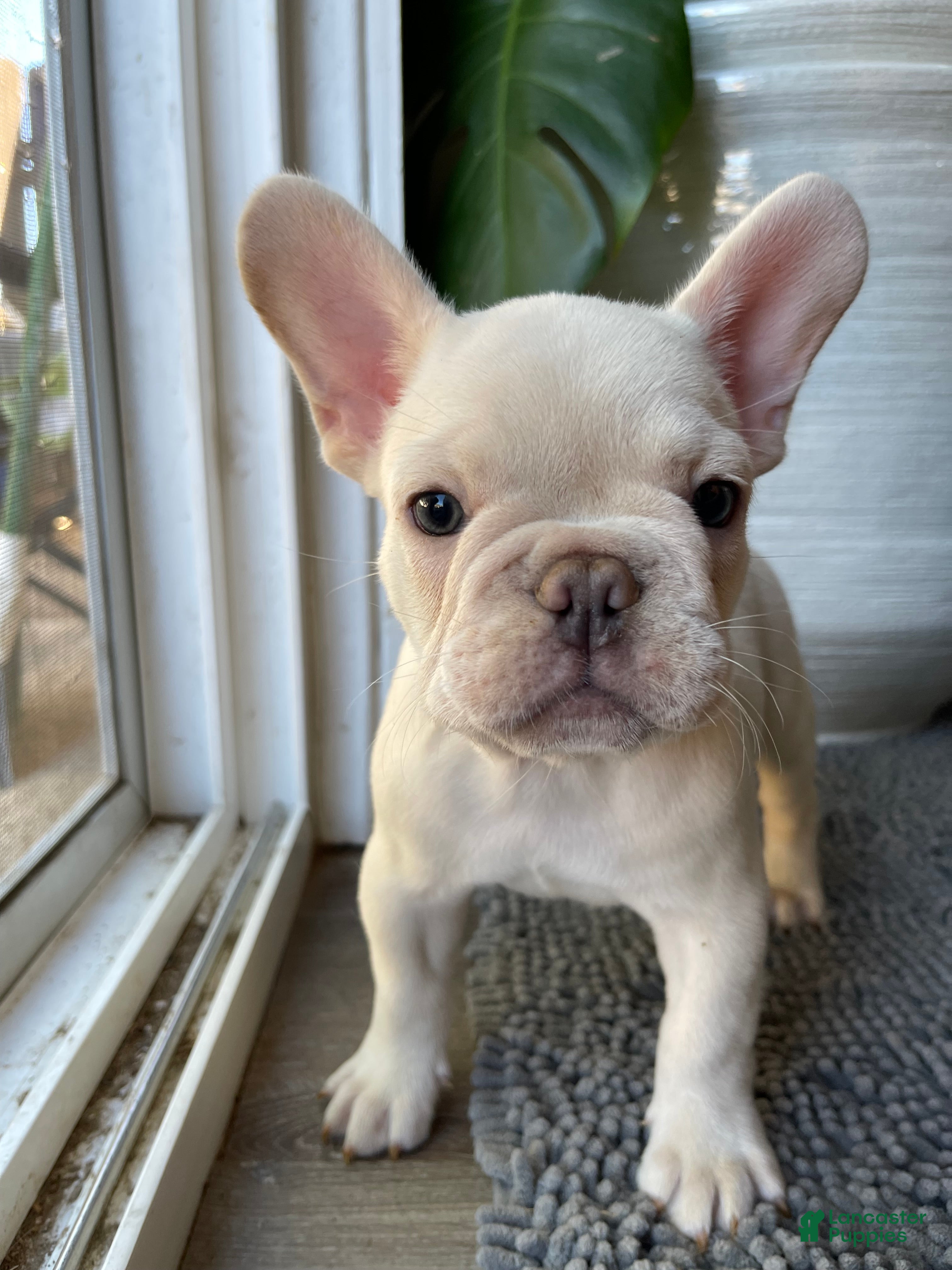 French Bulldog dogs Marshmallow - Ad 2