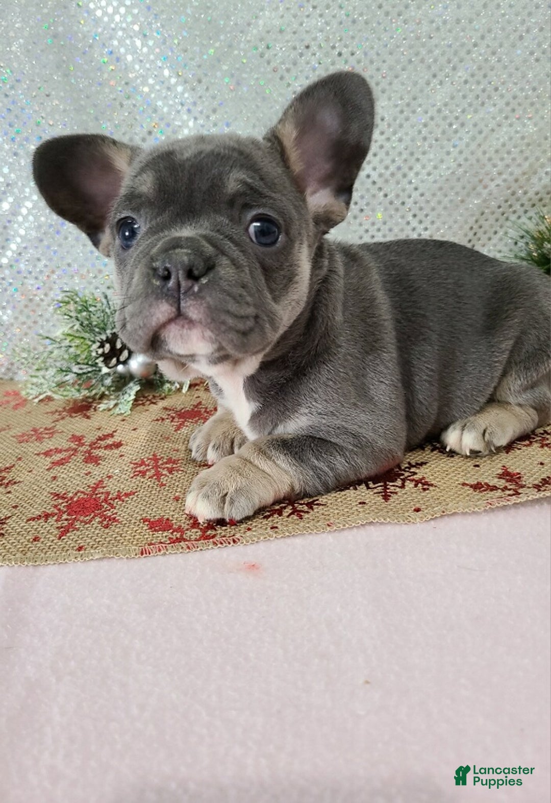 French Bulldog dogs for sale: Candy - Ad 4