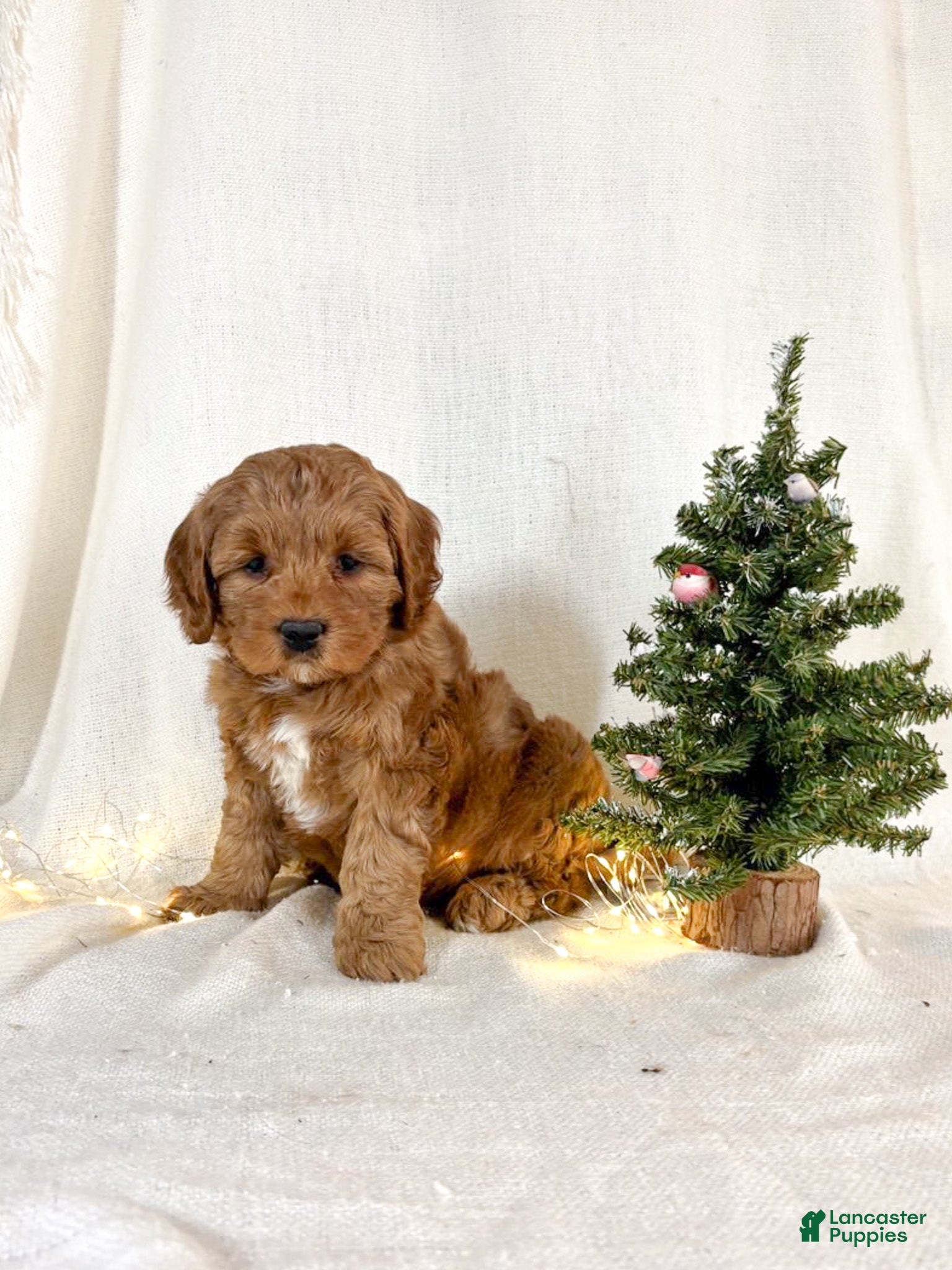 Mini Goldendoodle dogs Ivy - Ad 2