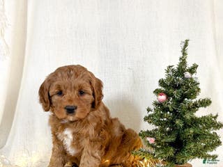 Mini Goldendoodle dogs Ivy - Ad 2