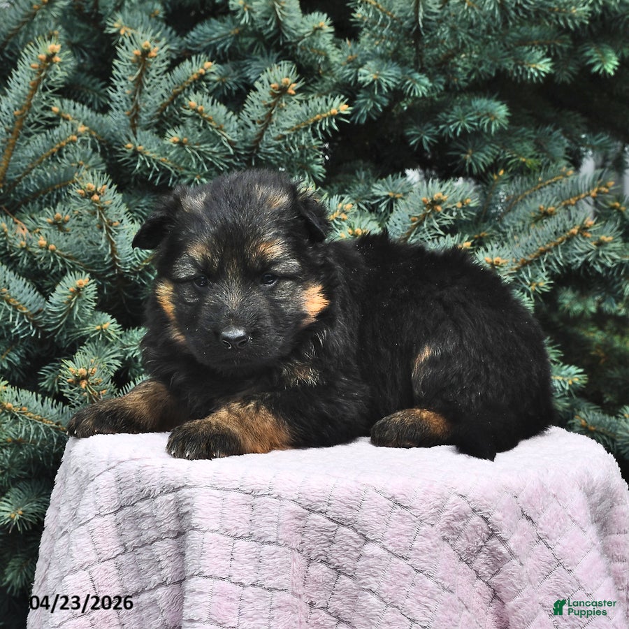 German Shepherd dogs Molly - Ad 2