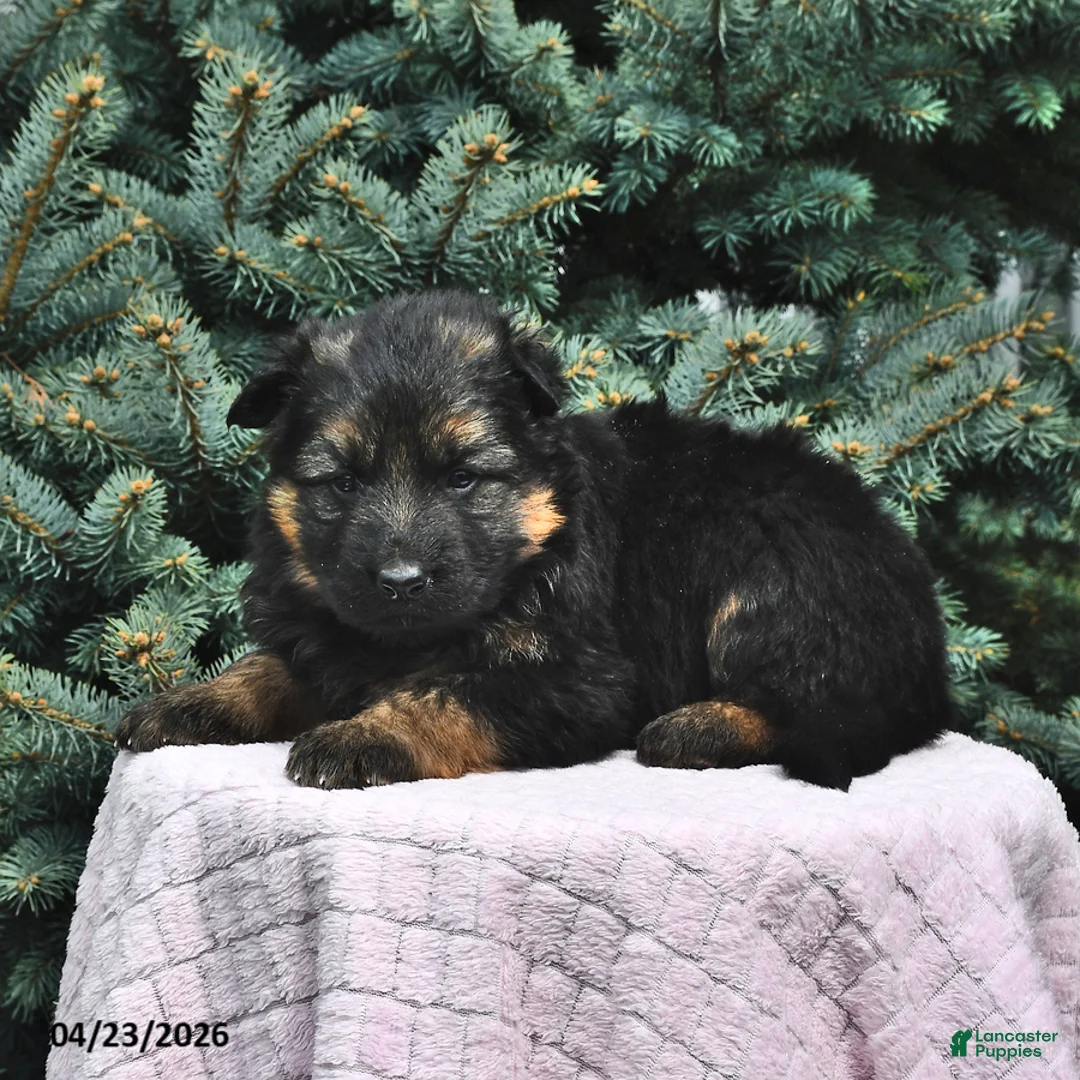 German Shepherd dogs for sale: Molly - Ad 2