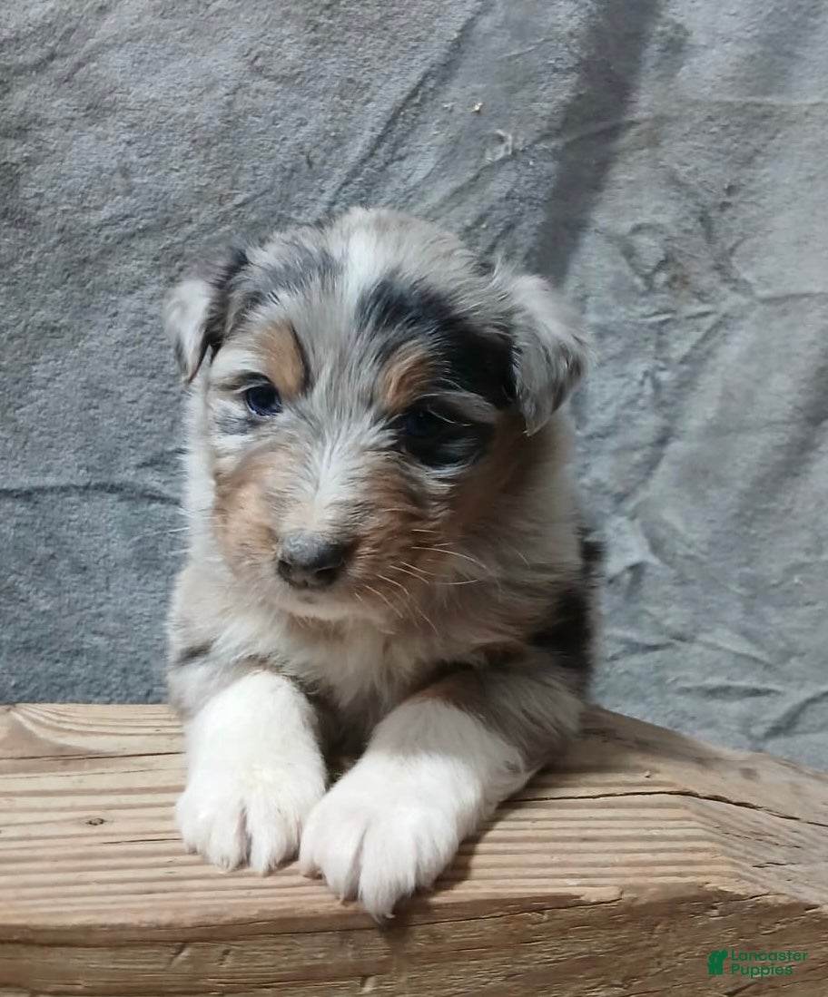 Australian Shepherd dogs Flynn - Ad 4