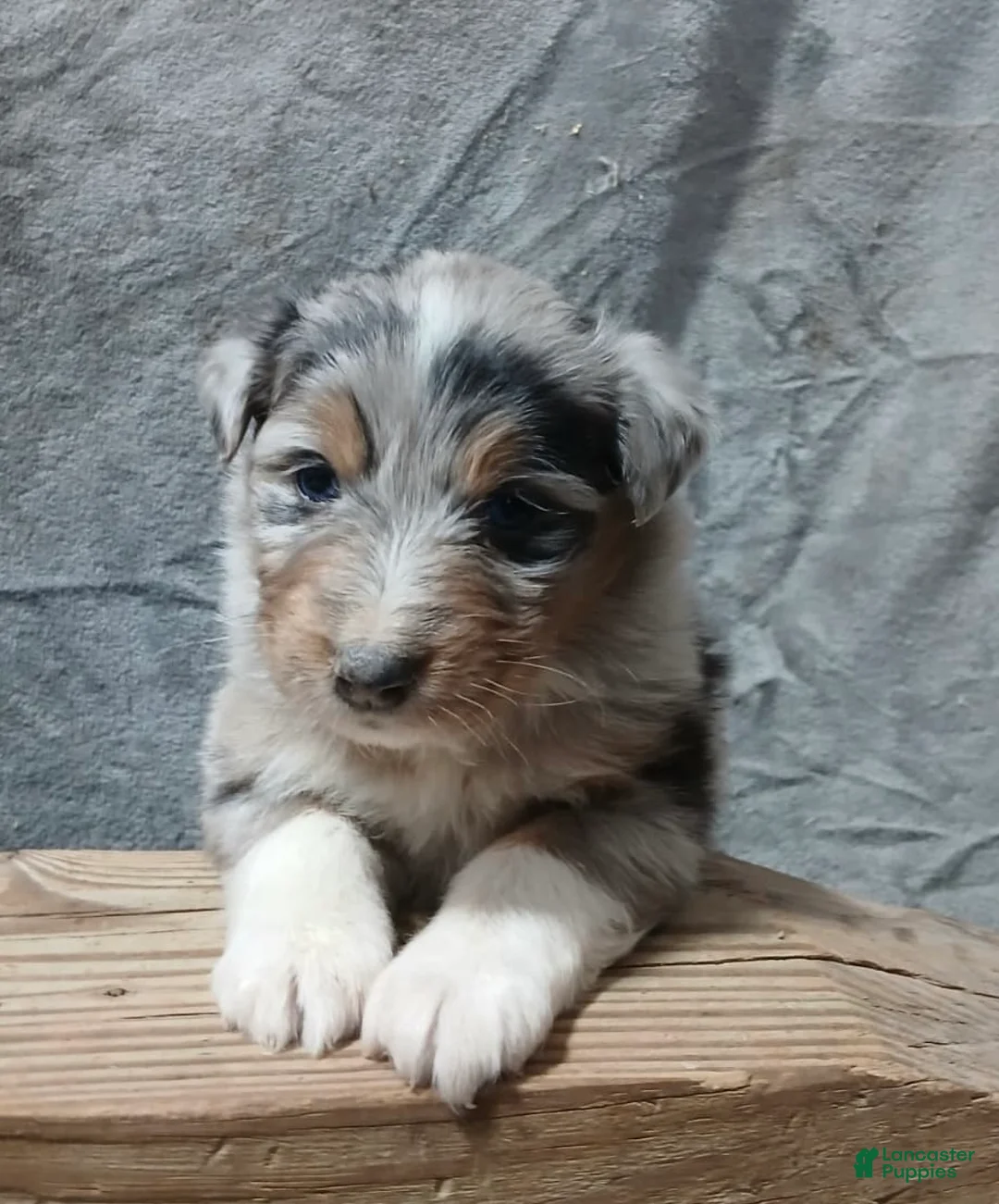 Australian Shepherd dogs for sale: Flynn - Ad 1