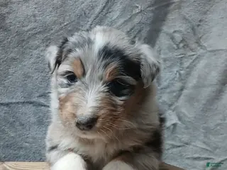 Australian Shepherd dogs Flynn - Ad 4