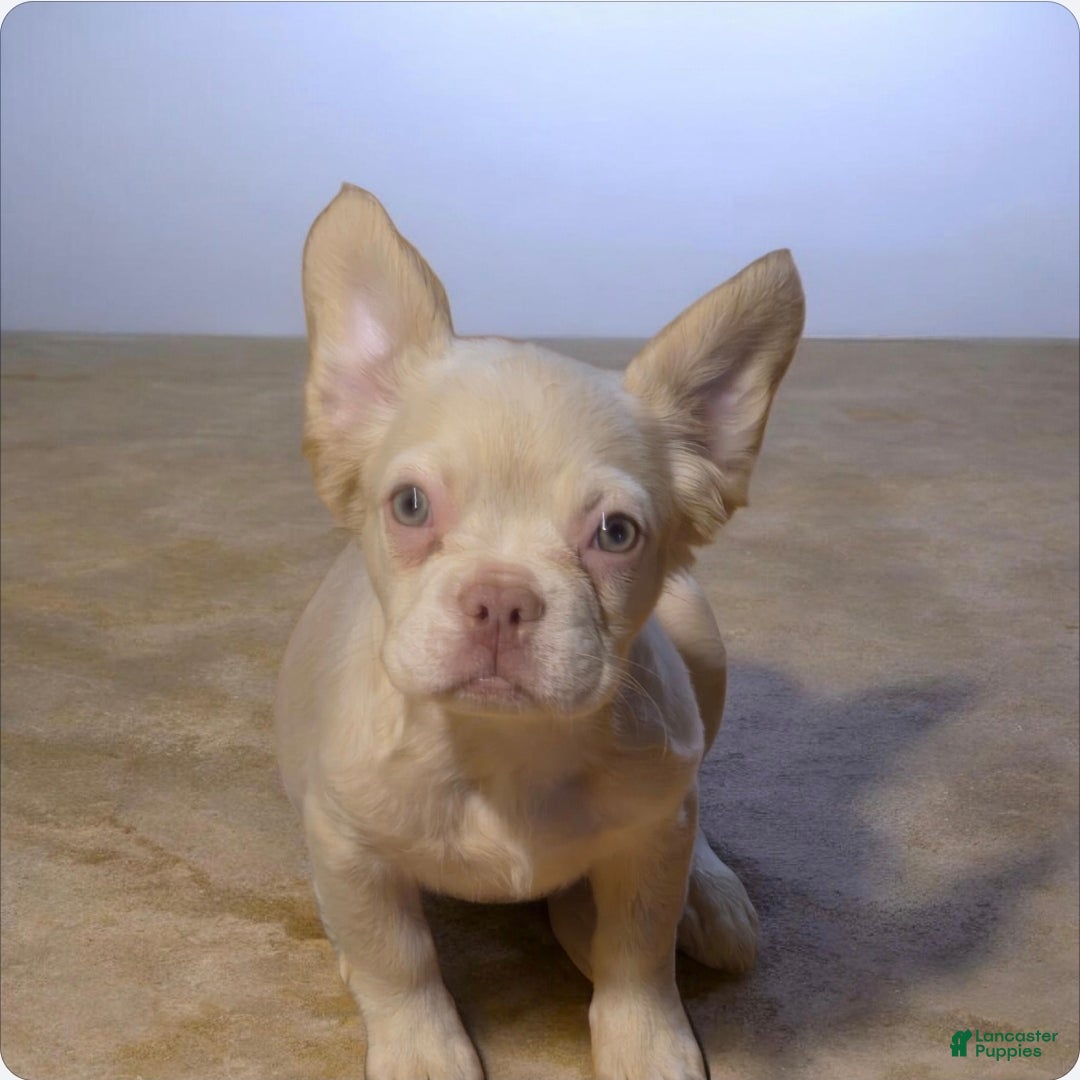 French Bulldog dogs French Bulldog 1 - Ad 6