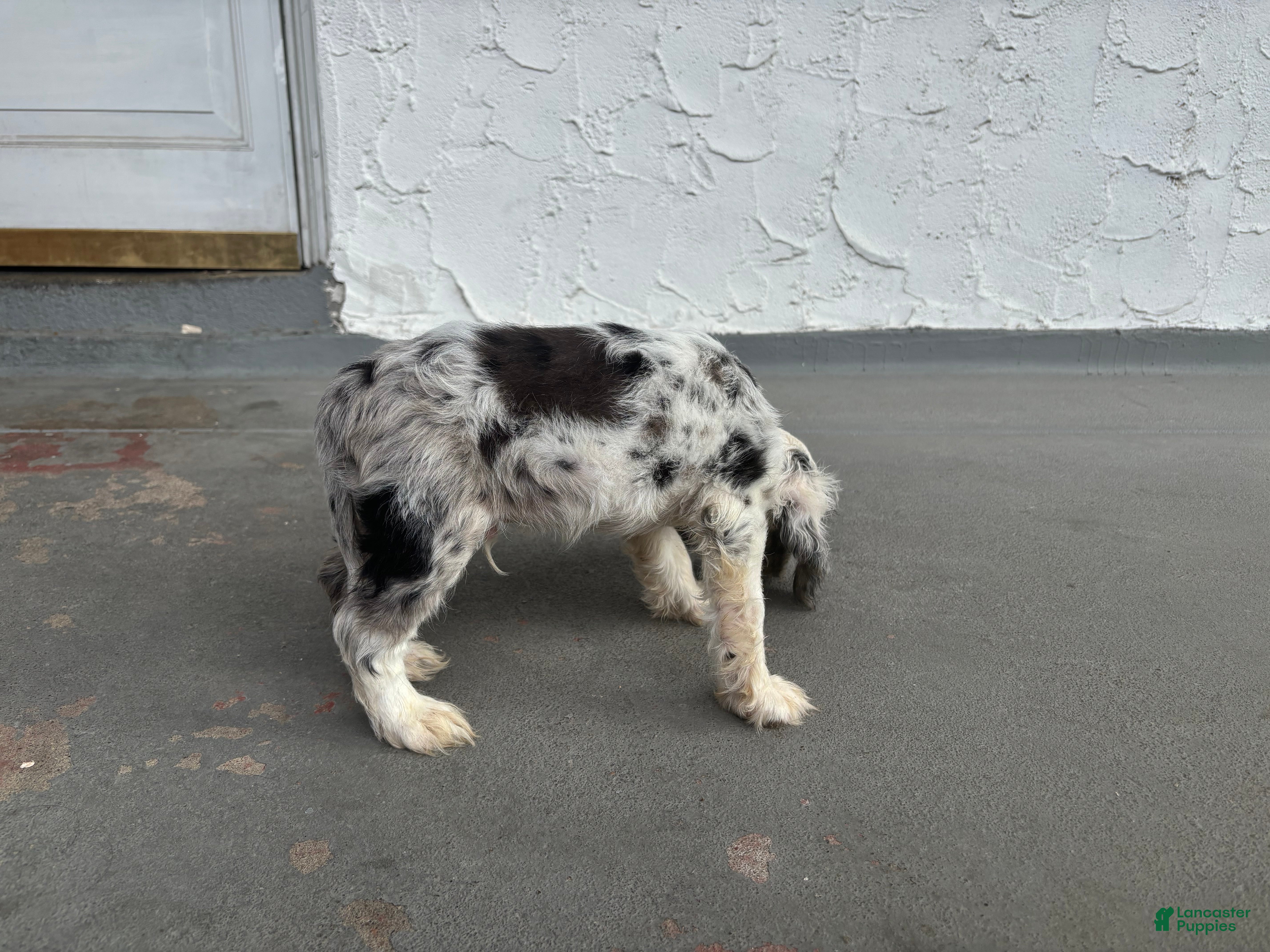 Cocker Spaniel dogs Cocker Spaniel 1 - Ad 19