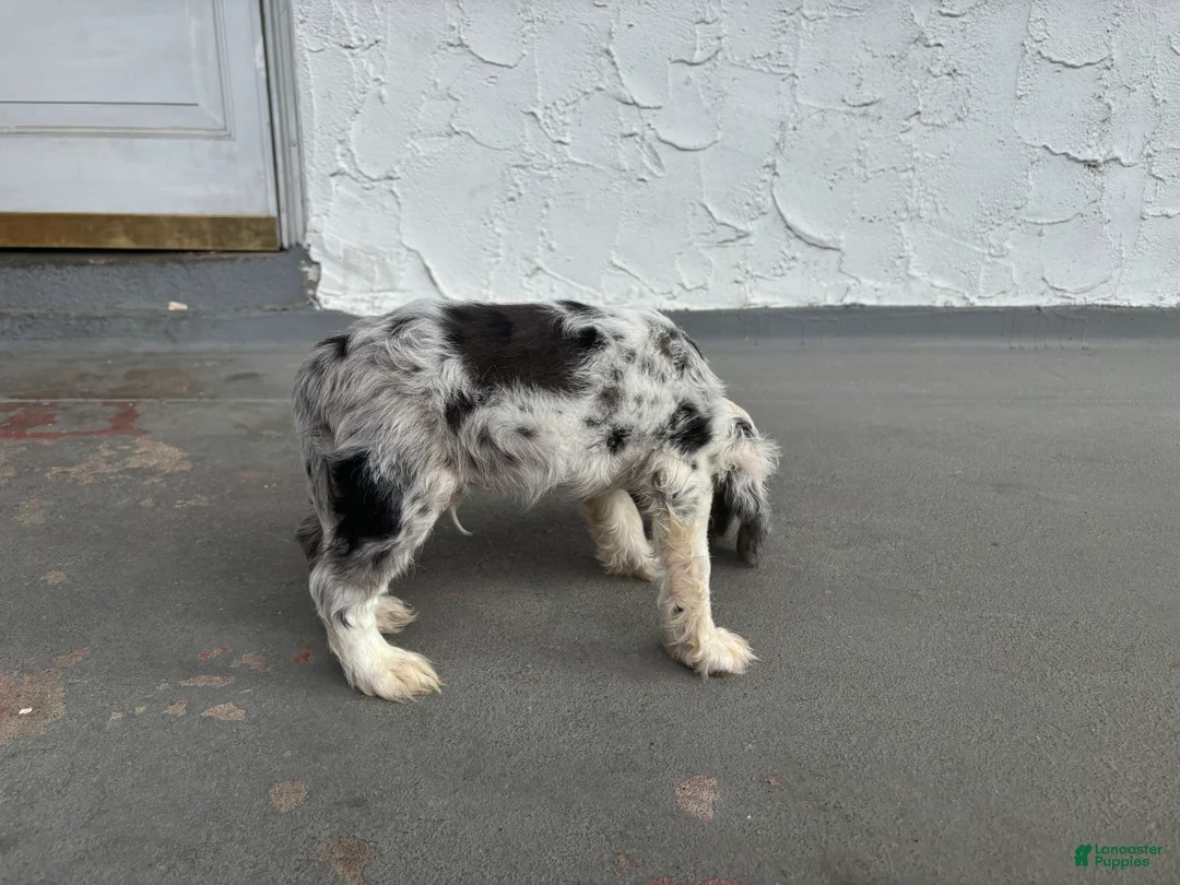 Cocker Spaniel dogs for sale: Cocker Spaniel 1 - Ad 1