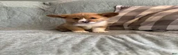 Welsh Corgi Pembroke dogs for sale: Welsh Corgi Pembroke 6 - Ad 3