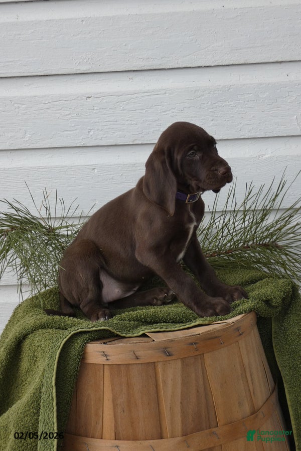 Mixed Breed dogs MilkyWay - Ad 4